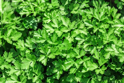 Fresh parsley in the garden, close-up.