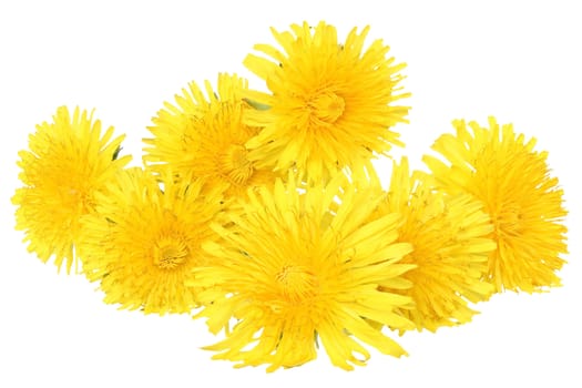 Dandelions on a white background.