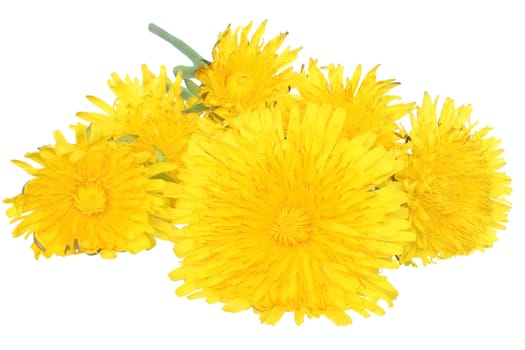 Dandelions on a white background.
