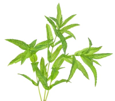 A sprig of mint on a white background