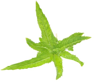A sprig of mint on a white background