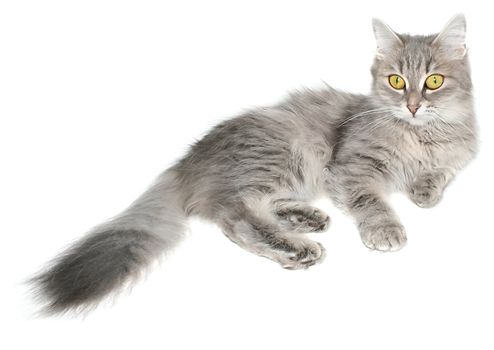 Striated cat on a white background.