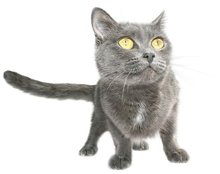 Grey cat on a white background.