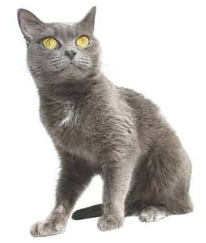 Grey cat on a white background.