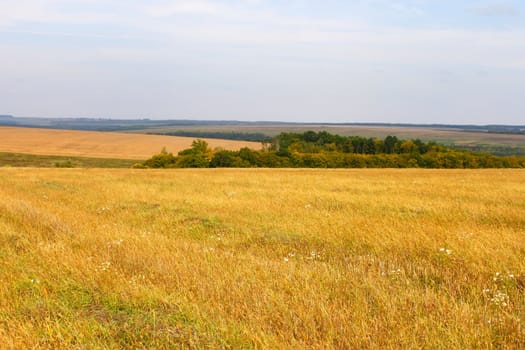 Rural autumn landscape. Picturesque fields, meadows and forests in worm colors