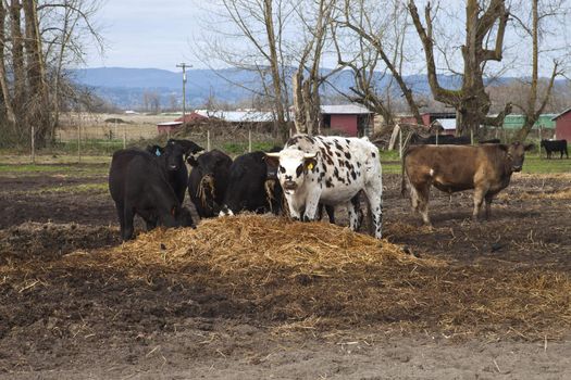 Feeding cows and a bull in Suvie Island, Oregon.
