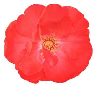 Flower of the rose on white background.