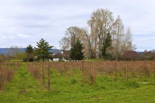 Country landscape and vine in Sauvie Island Oregon.