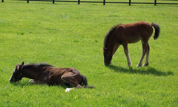 Ponies in a pasturein Ireland