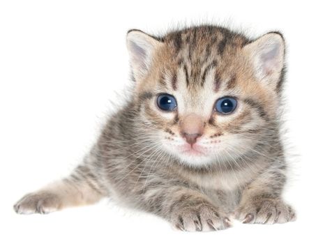 Small kitten on a white background.