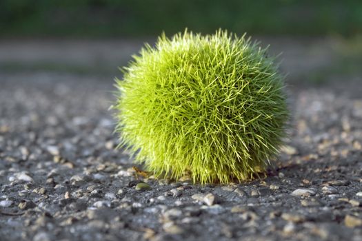 low angle shot of a fresh green chestnut ball on tarmac