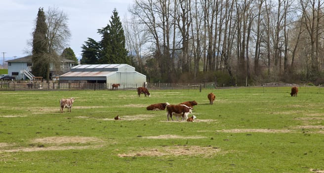 Grazing cows in green pastures Suvie Island Oregon.