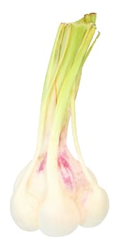 Fresh garlic on a white background.