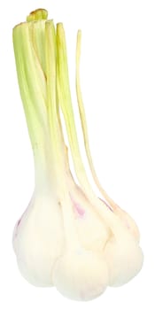 Fresh garlic on a white background.