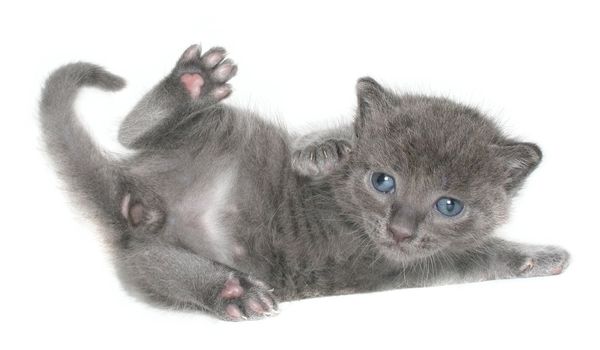 Small kitten on a white background.