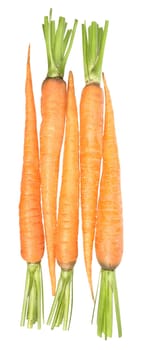 Carrots on a white background.