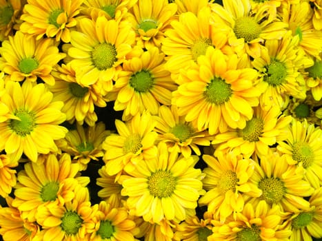 Bouquet of yellow flower For web page background