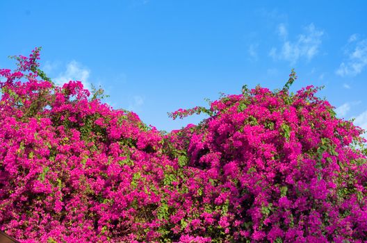 Purple Bougainvillea bushes and the sky in Bright day