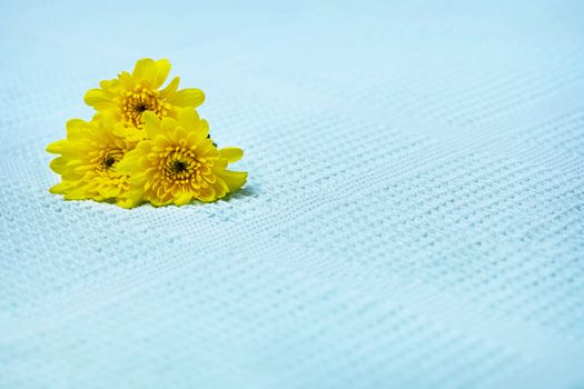 Yellow flowers on a blue towel - Still Life