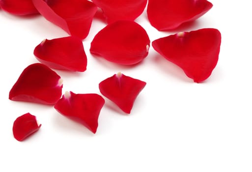 rose petals