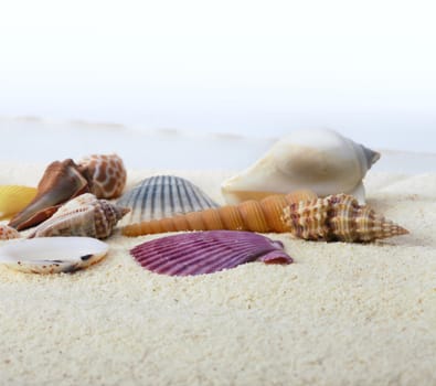 sea shell on sand