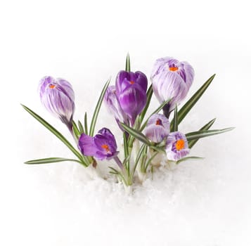 spring flower in snow