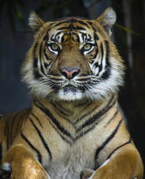 Proud Sumatran TIger