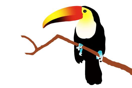 Toucan illustration on the white background