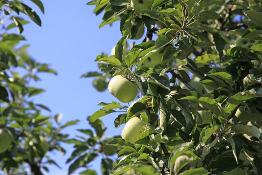 Plenty Of Apples On Apple Tree