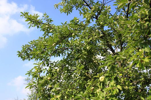 Plenty Of Apples On Apple Tree
