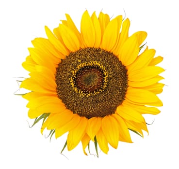 sunflower isolated