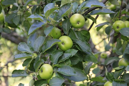 Plenty Of Apples On Apple Tree