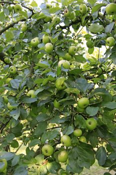 Plenty Of Apples On Apple Tree