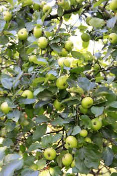 Plenty Of Apples On Apple Tree