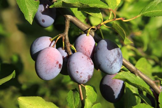 Plenty Of Plums On Plum Tree