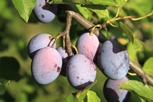 Plenty Of Plums On Plum Branch