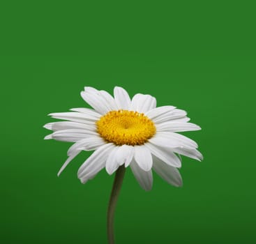 camomile flower on green