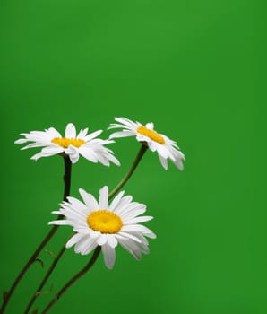 camomile flower on green