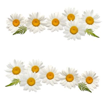 chamomile background