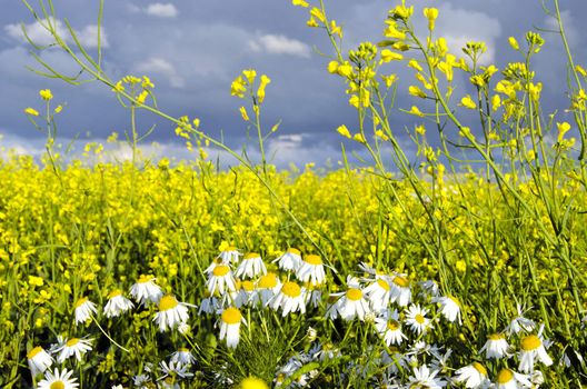 Rape field and chamomile marguerite closeup. Yellow white colors play.