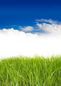 green grass under blue sky