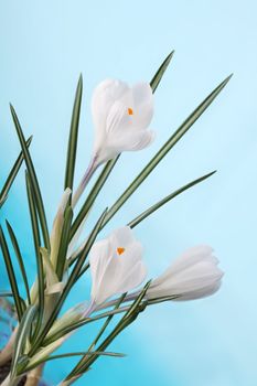 spring crocus flower