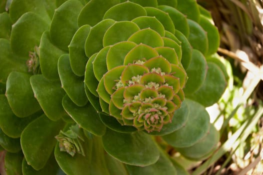 Succulent plant growing in the sun sun.