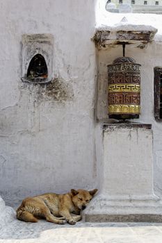 Prayer wheel and dog sleeping at Bothnath stupa in Kathmandu, Nepal