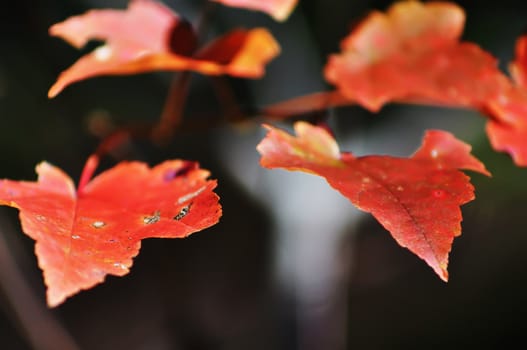 orange autumn leaves macro