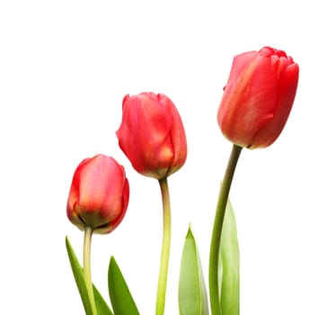 tulips isolated on white