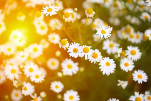 chamomile in green grass