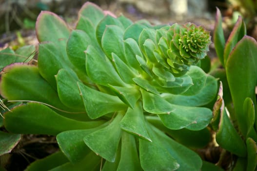 Succulent plant growing in the sun sun.