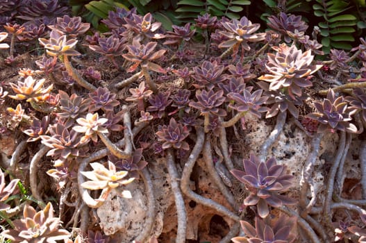 Succulent plant growing in the sun sun.