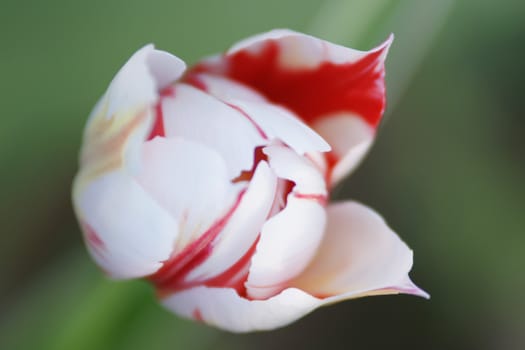 white tulip with red edges